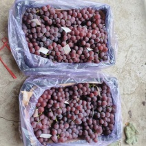 巨峰葡萄河北精品葡萄种类齐全量大从可视频欢迎老板选购