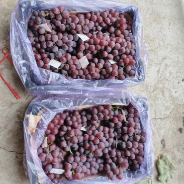 巨峰葡萄河北精品葡萄种类齐全量大从可视频欢迎老板选购