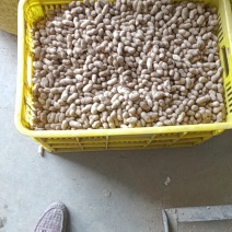 潮花生大量上市欢迎老板联系对接全国电话联