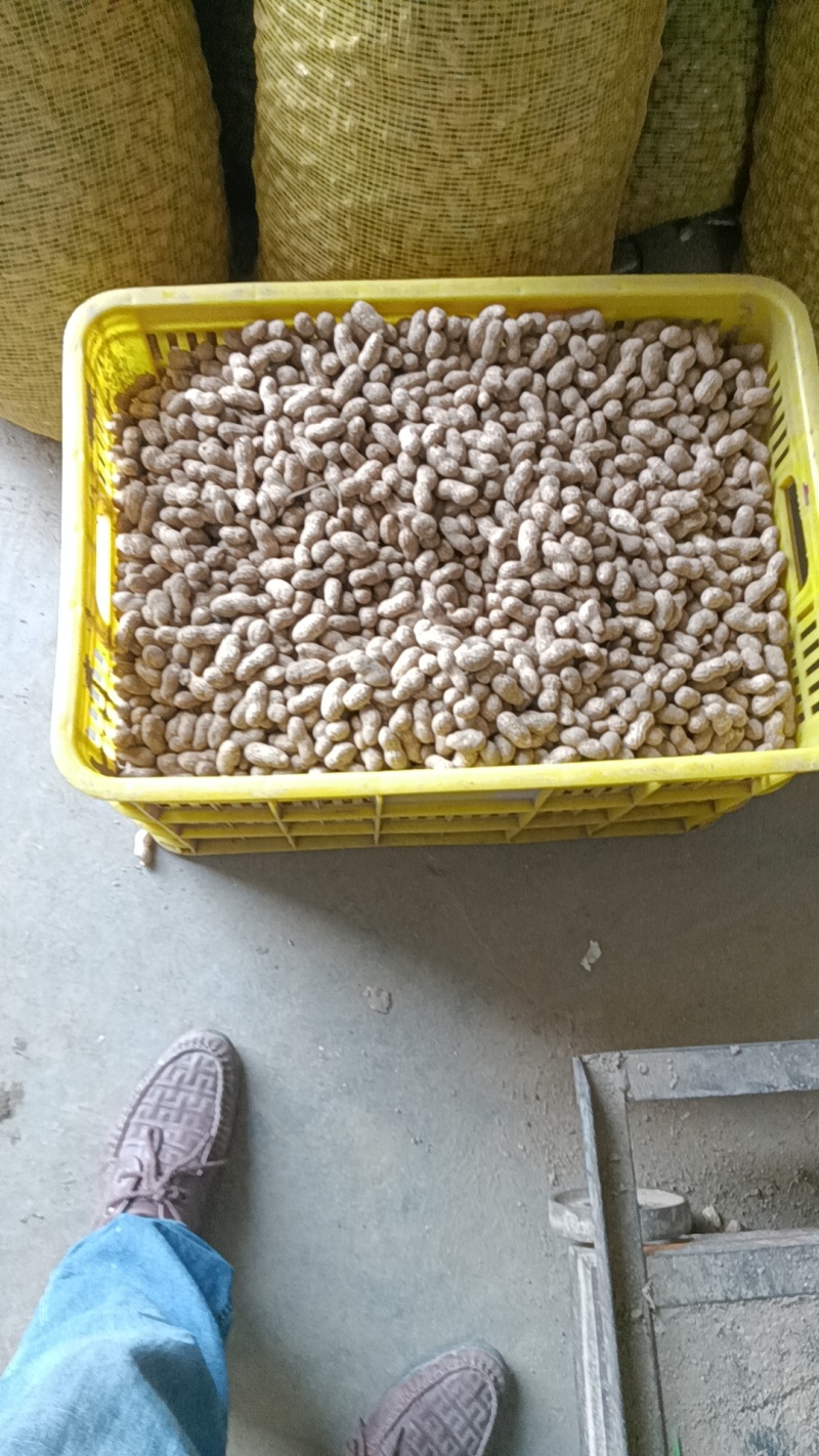 潮花生大量上市欢迎老板联系对接全国电话联