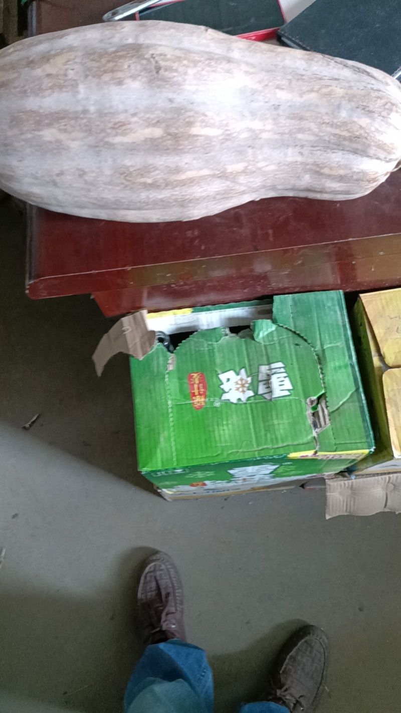 【金韩密本】南瓜大量上市欢迎老板联系电话联系欢迎