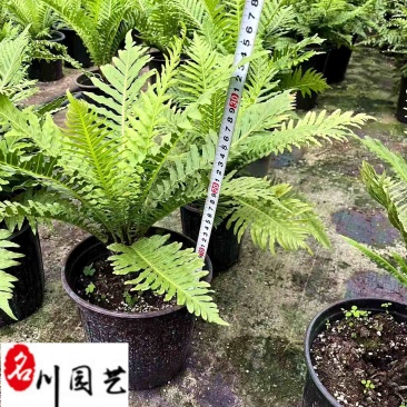 供应富贵蕨杯苗成都富贵蕨基地直供观叶植物量大从优