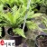 供应富贵蕨杯苗成都富贵蕨基地直供观叶植物量大从优