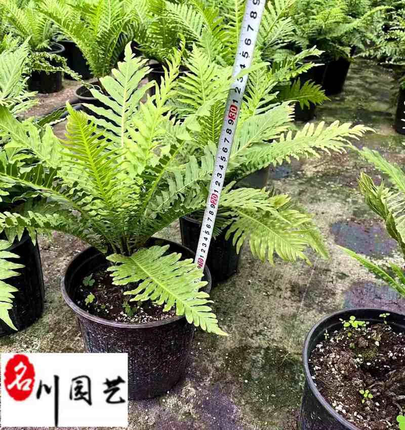 供应富贵蕨杯苗成都富贵蕨基地直供观叶植物量大从优