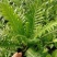 供应富贵蕨杯苗成都富贵蕨基地直供观叶植物量大从优