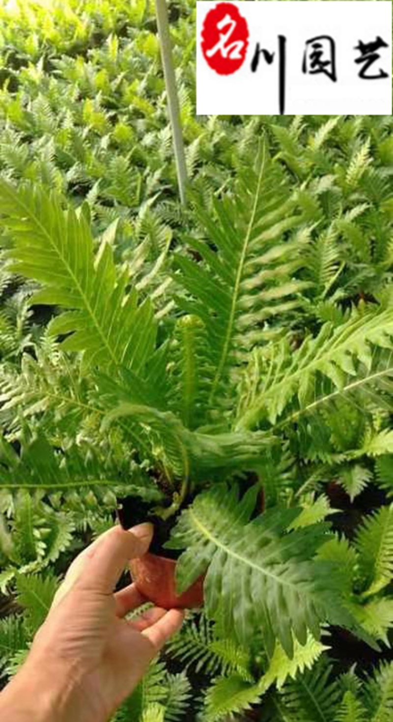 供应富贵蕨杯苗成都富贵蕨基地直供观叶植物量大从优