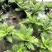 供应富贵蕨杯苗成都富贵蕨基地直供观叶植物量大从优
