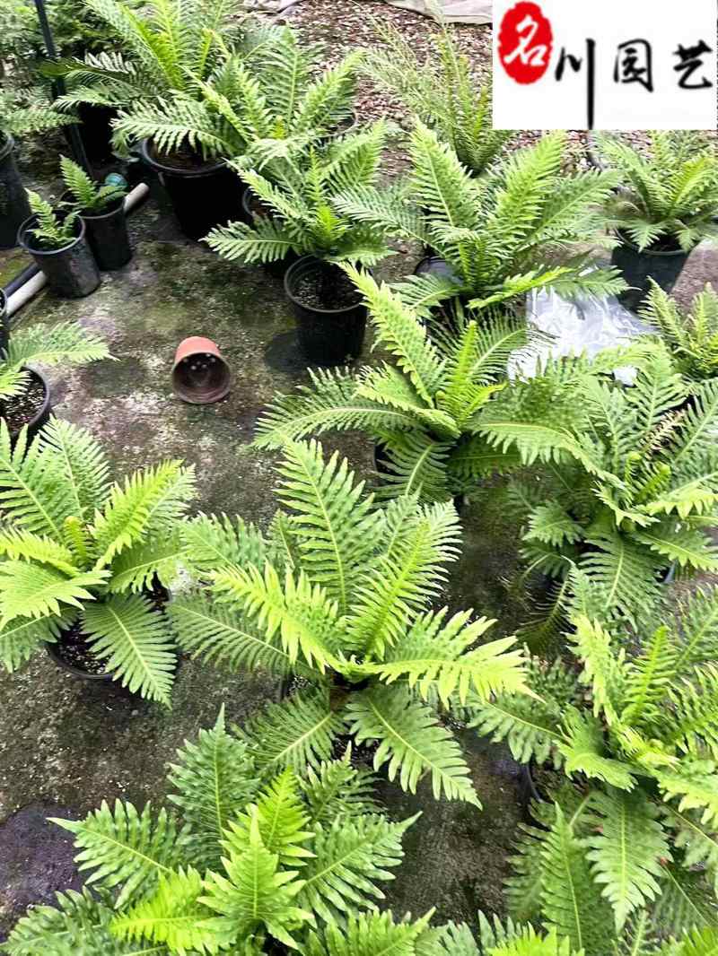 供应富贵蕨杯苗成都富贵蕨基地直供观叶植物量大从优