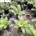 供应富贵蕨杯苗成都富贵蕨基地直供观叶植物量大从优