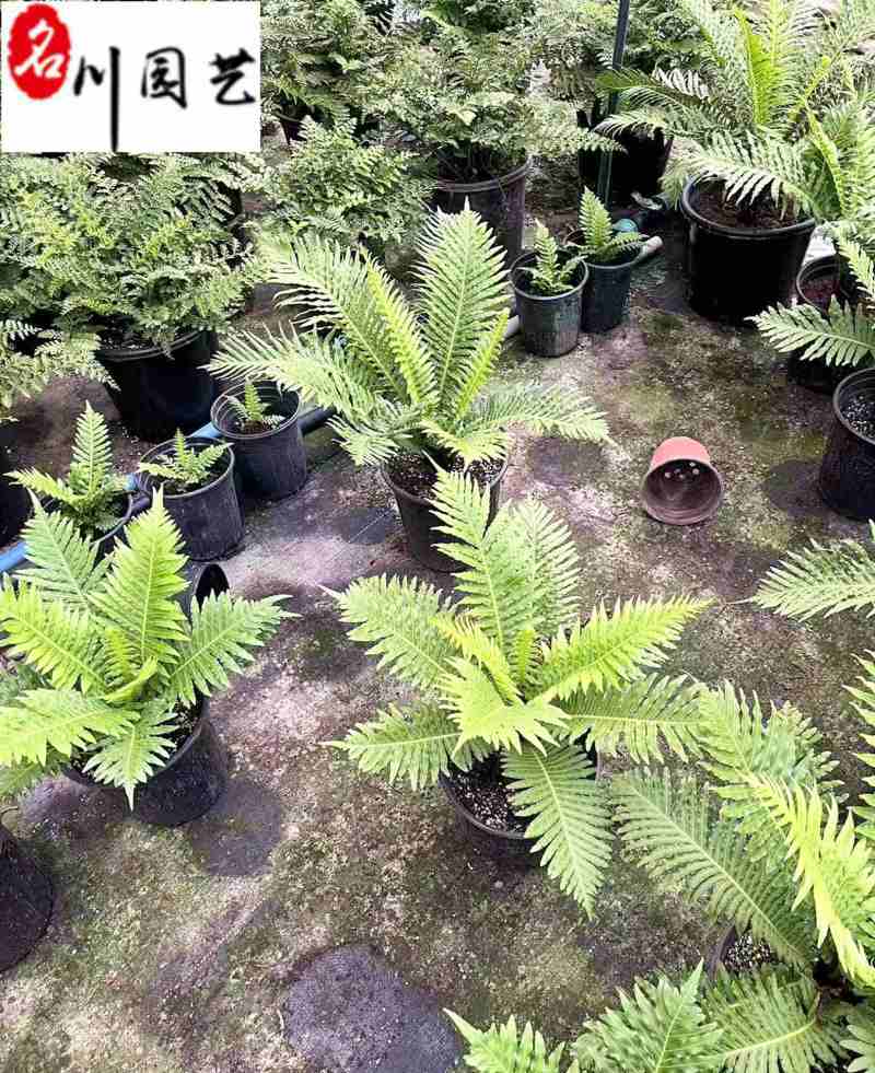 供应富贵蕨杯苗成都富贵蕨基地直供观叶植物量大从优