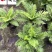 供应富贵蕨杯苗成都富贵蕨基地直供观叶植物量大从优