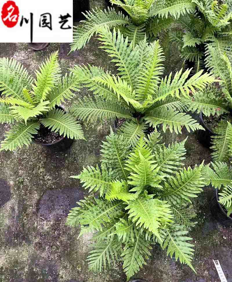 供应富贵蕨杯苗成都富贵蕨基地直供观叶植物量大从优