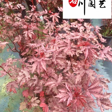 出售芙蓉葵杯苗成都芙蓉葵苗圃基地直供耐寒耐阴多年生