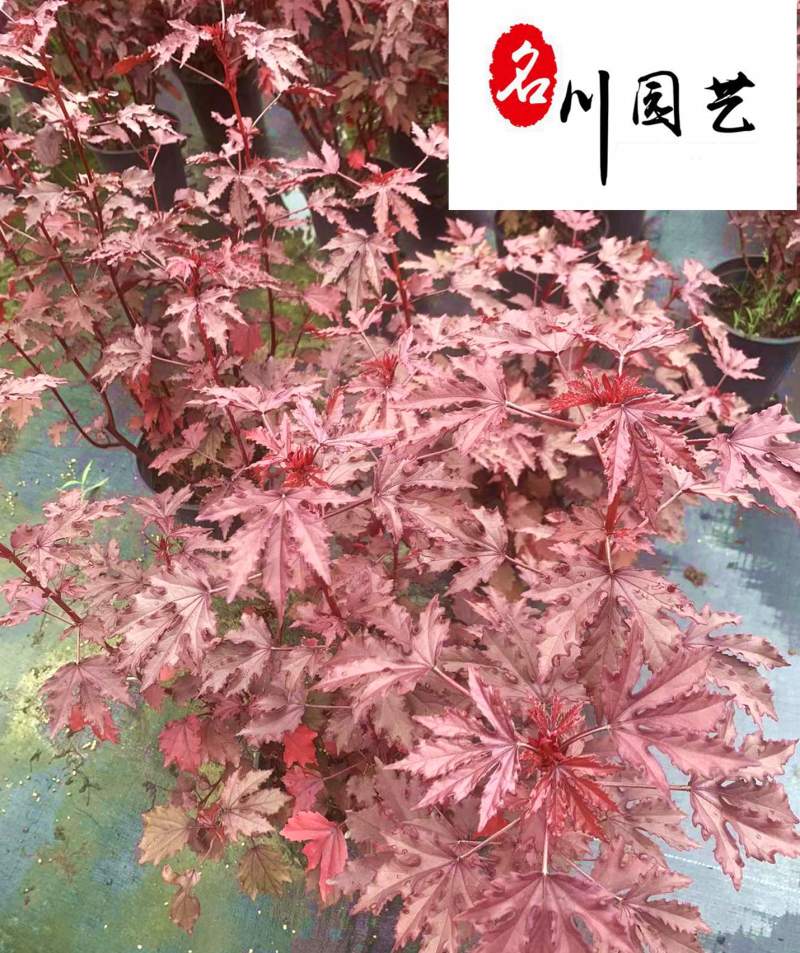 出售芙蓉葵杯苗成都芙蓉葵苗圃基地直供耐寒耐阴多年生