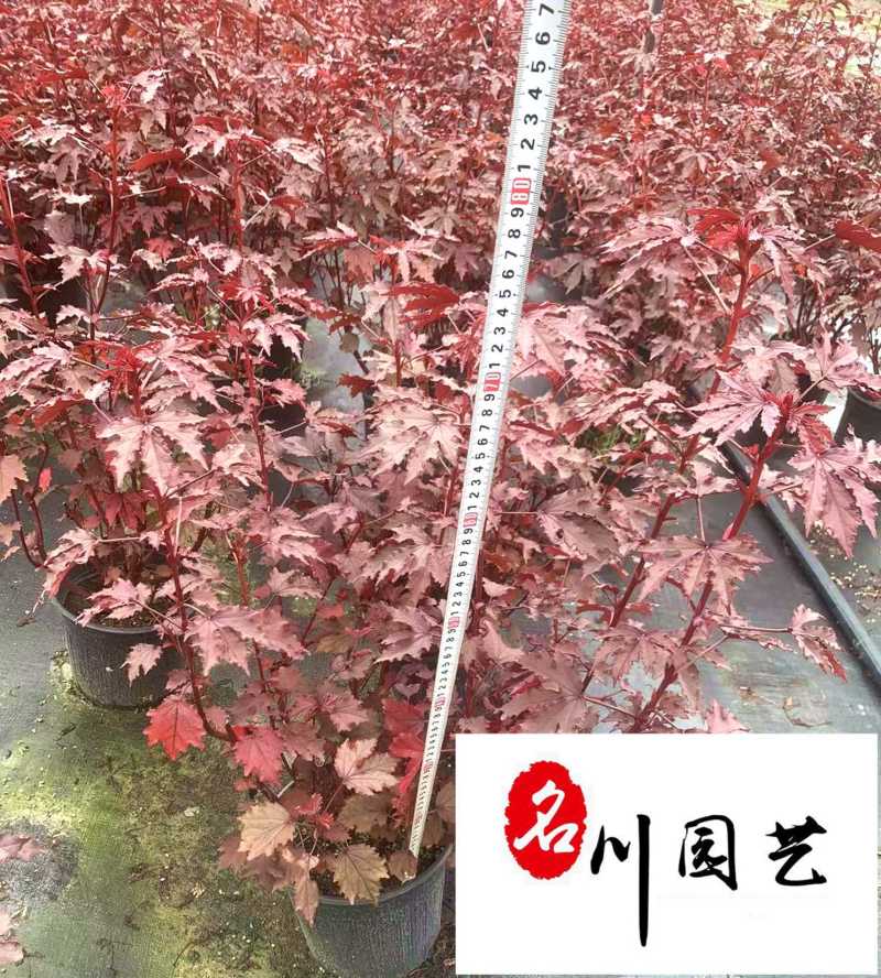 出售芙蓉葵杯苗成都芙蓉葵苗圃基地直供耐寒耐阴多年生