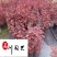 出售芙蓉葵杯苗成都芙蓉葵苗圃基地直供耐寒耐阴多年生