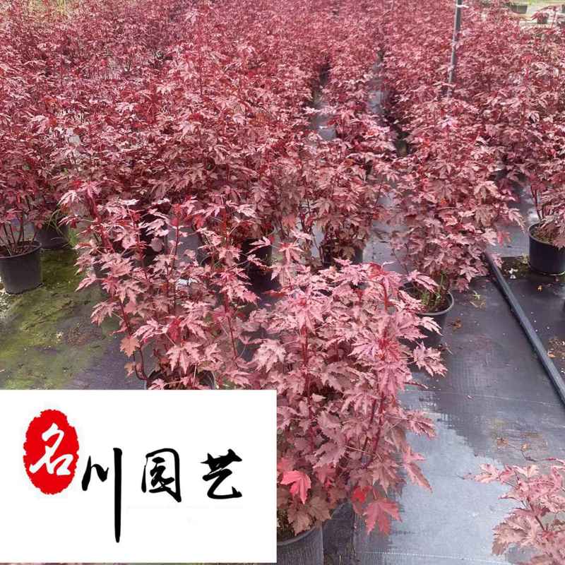 出售芙蓉葵杯苗成都芙蓉葵苗圃基地直供耐寒耐阴多年生