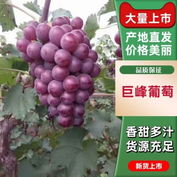 河北卢龙精品库存巨峰价格真实品质保证对接电商超市各大市场