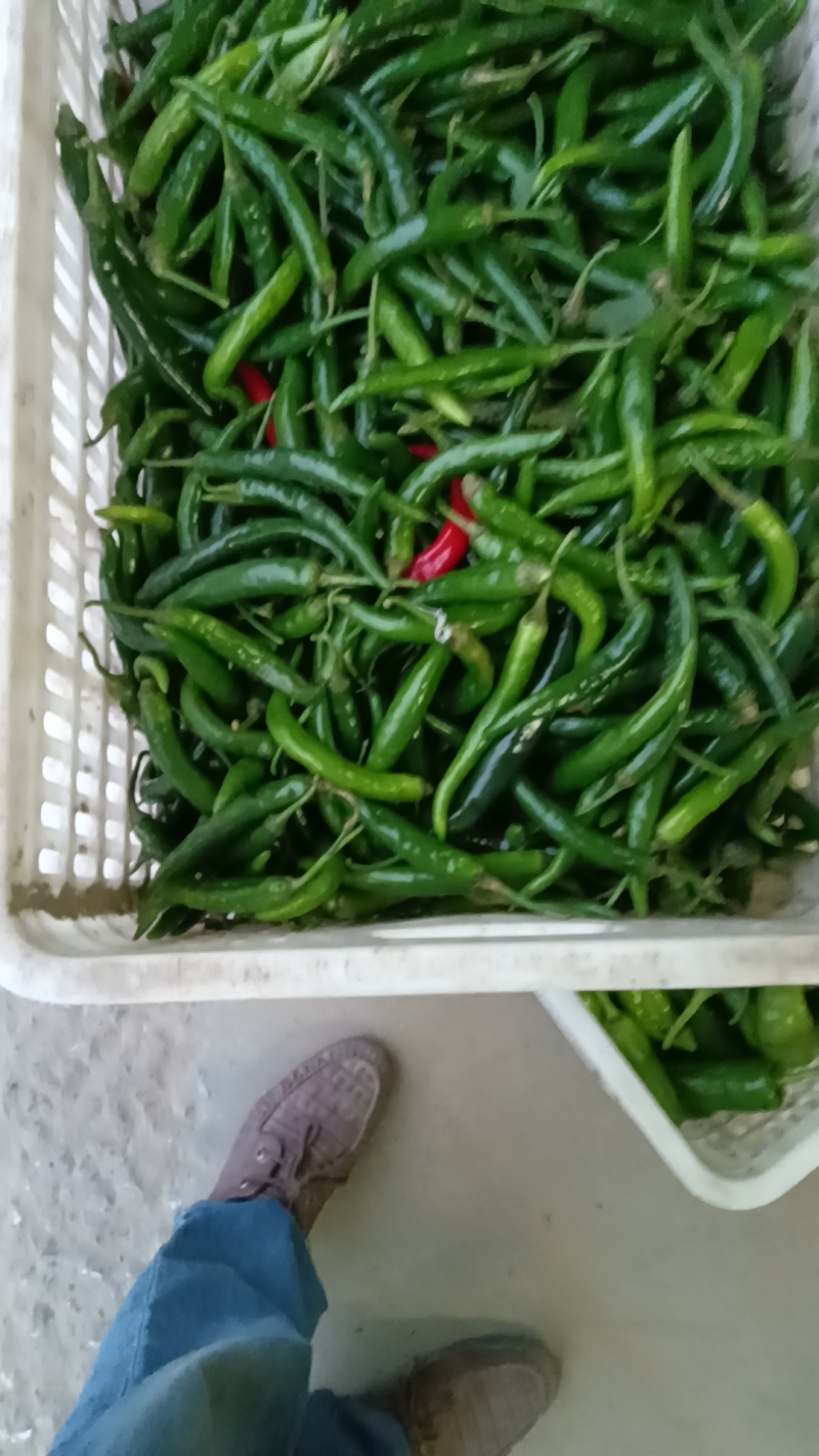 【线椒】新鲜线椒大量上市欢迎老板联系电话联系