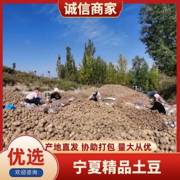 大量青薯9号，陇薯15号批发，按要求装袋！量大从优