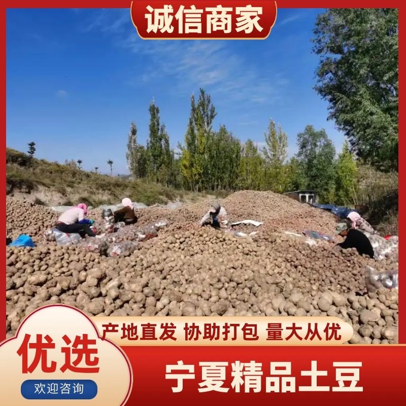 大量青薯9号，陇薯15号批发，按要求装袋！量大从优