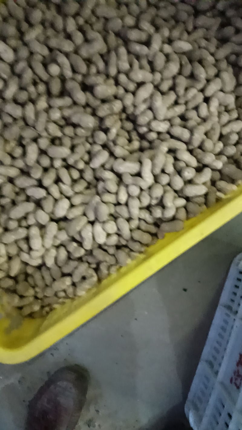 潮花生大量上市欢迎老板联系对接全国电话联