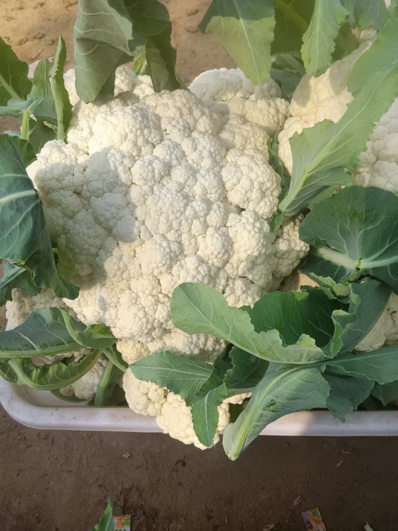 有机花菜陆续大量上市产地直发现摘现发欢迎咨询！