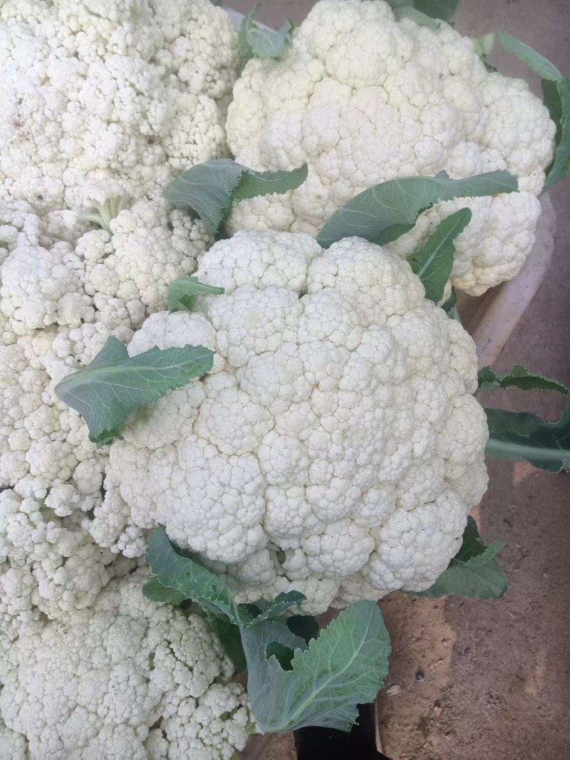 有机花菜陆续大量上市产地直发现摘现发欢迎咨询！