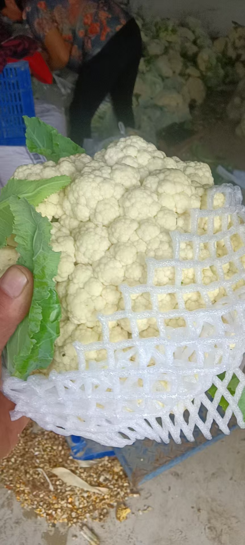 有机花菜陆续大量上市产地直发现摘现发欢迎咨询！