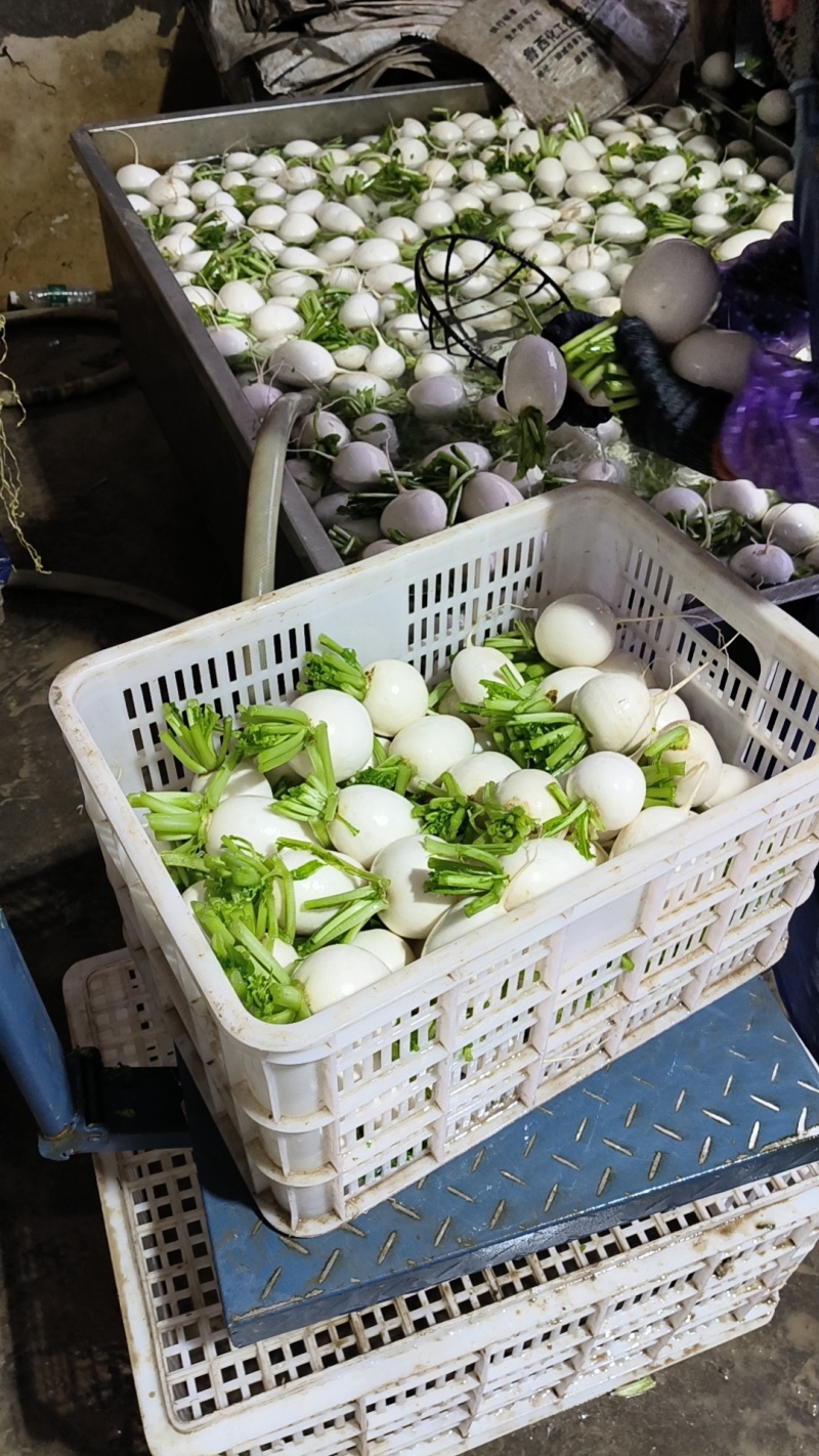 江苏圆萝卜基地直发现摘现发个头大欢迎老板联系洽谈