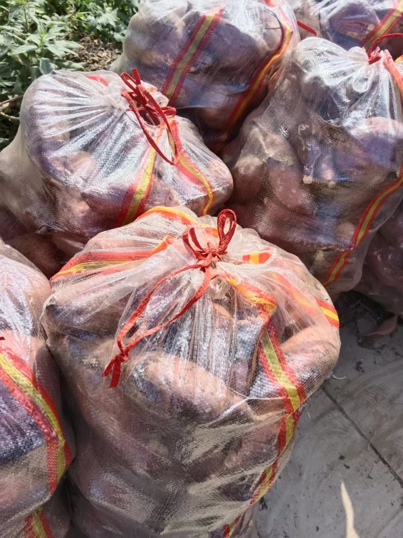 河南白心红薯产地直发一手货源大量有货欢迎咨询
