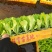 意大利生菜苗基地支持培育各种绿叶蔬菜量大从优品质好