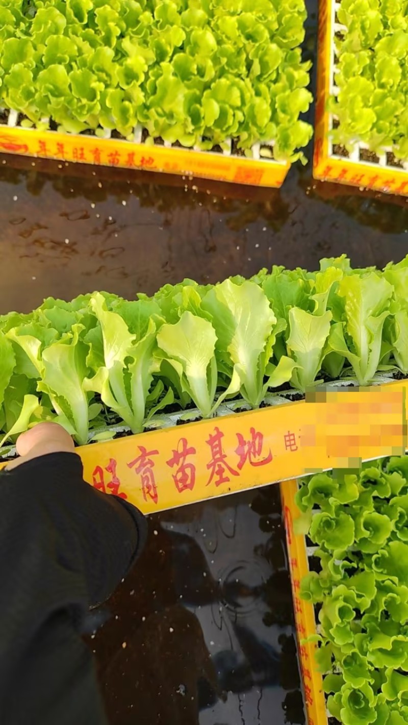 意大利生菜苗基地支持培育各种绿叶蔬菜量大从优品质好