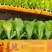 意大利生菜苗基地支持培育各种绿叶蔬菜量大从优品质好