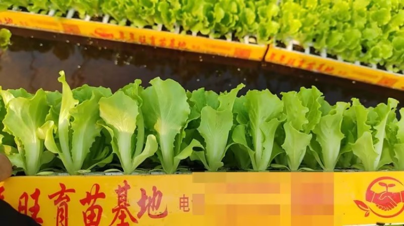 意大利生菜苗基地支持培育各种绿叶蔬菜量大从优品质好
