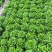 意大利生菜苗基地支持培育各种绿叶蔬菜量大从优品质好