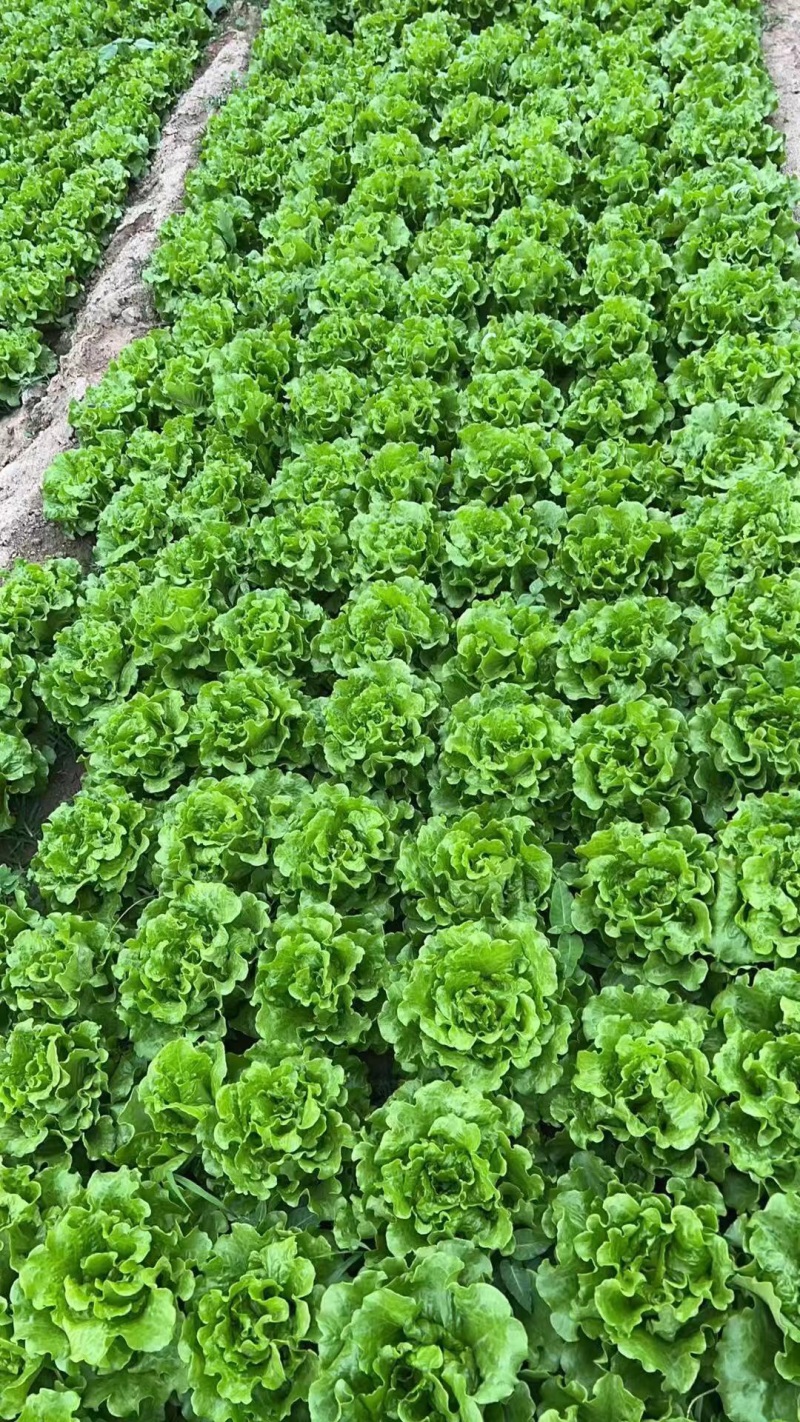 意大利生菜苗基地支持培育各种绿叶蔬菜量大从优品质好