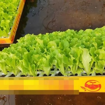 意大利生菜苗基地支持培育各种绿叶蔬菜量大从优品质好