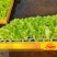 意大利生菜苗基地支持培育各种绿叶蔬菜量大从优品质好