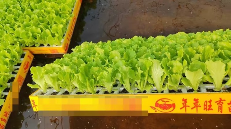意大利生菜苗基地支持培育各种绿叶蔬菜量大从优品质好