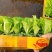意大利生菜苗基地支持培育各种绿叶蔬菜量大从优品质好