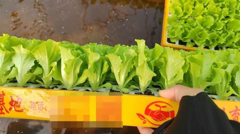 意大利生菜苗基地支持培育各种绿叶蔬菜量大从优品质好