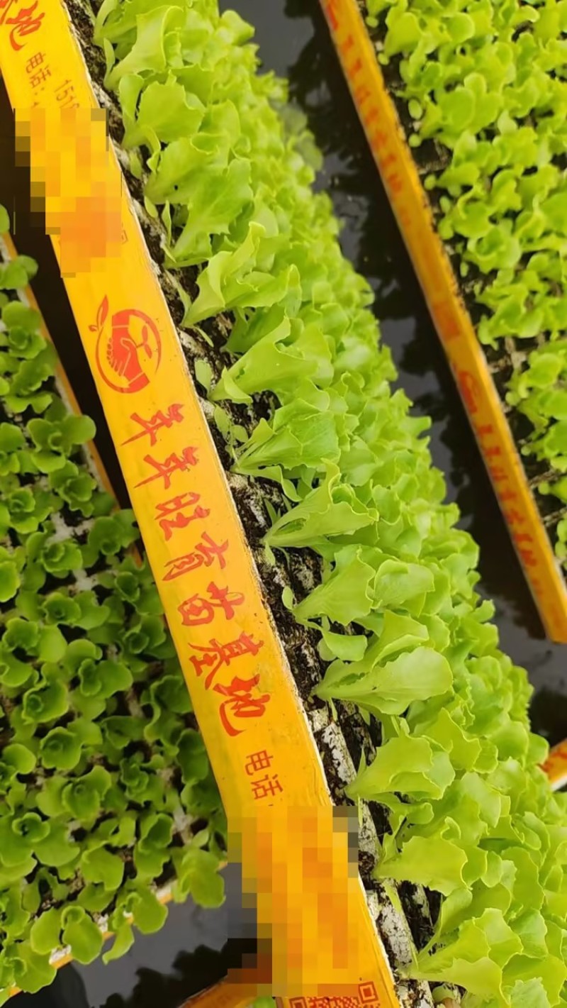 意大利生菜苗基地支持培育各种绿叶蔬菜量大从优品质好