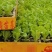 意大利生菜苗基地支持培育各种绿叶蔬菜量大从优品质好