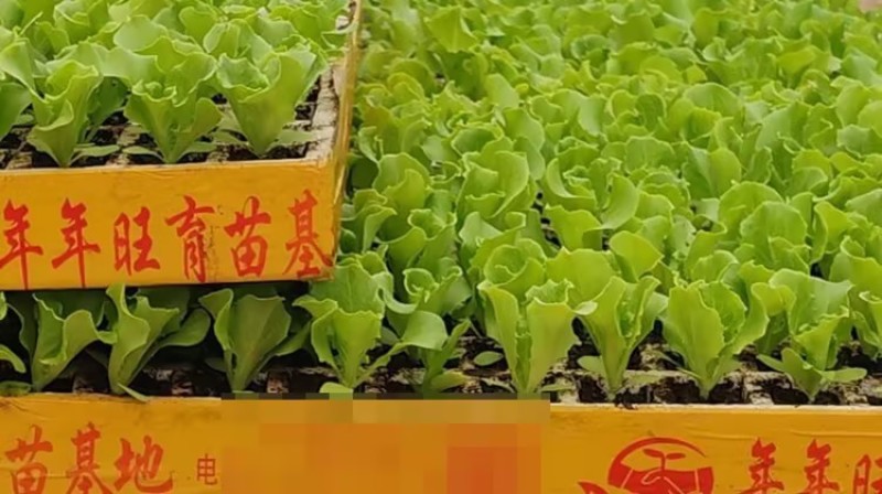 意大利生菜苗基地支持培育各种绿叶蔬菜量大从优品质好