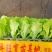 意大利生菜苗基地支持培育各种绿叶蔬菜量大从优品质好