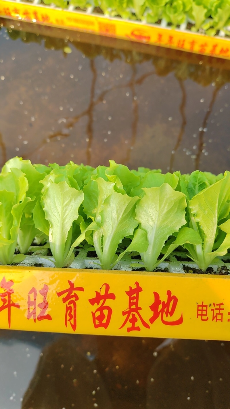 意大利生菜苗基地支持培育各种绿叶蔬菜量大从优品质好
