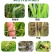 6%春雷霉素正品杀菌剂溃疡病果树稻瘟病软腐病穿孔病角斑病