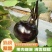 紫光圆茄，精品圆茄，产地直发，货源充足，欢迎来电