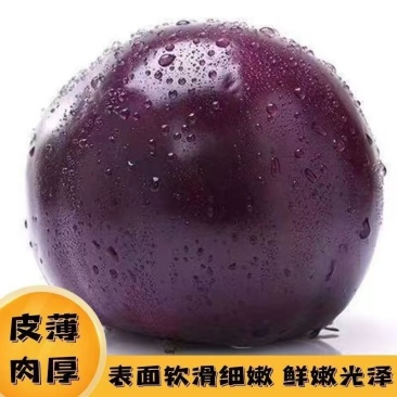 紫光圆茄，基地直发，保质保量，货源充足，欢迎选购